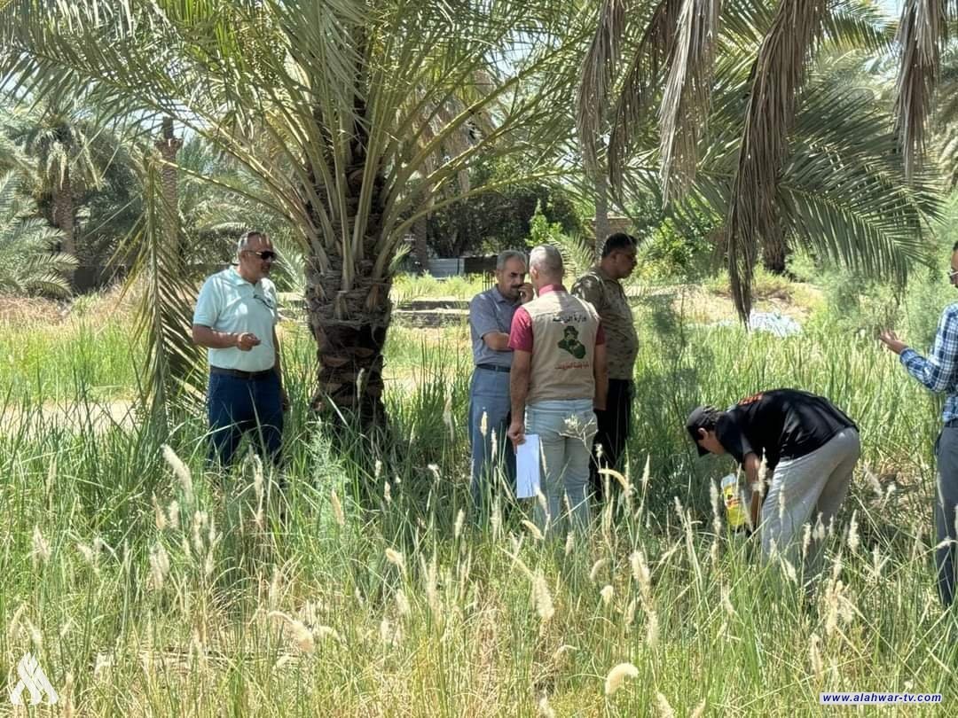 انطلاق حملة مكافحة القوارض في بساتين وحقول ذي قار مجانا