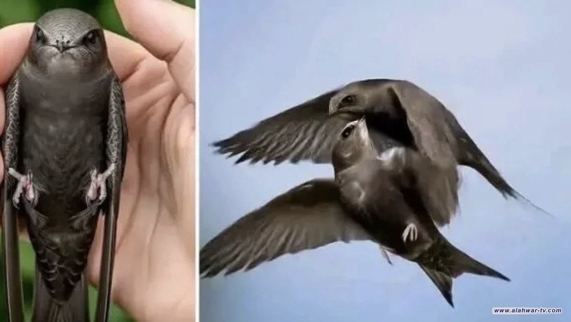 دراسة: طائر السنونو يحلق 10 أشهر متواصلة من دون لمس الأرض