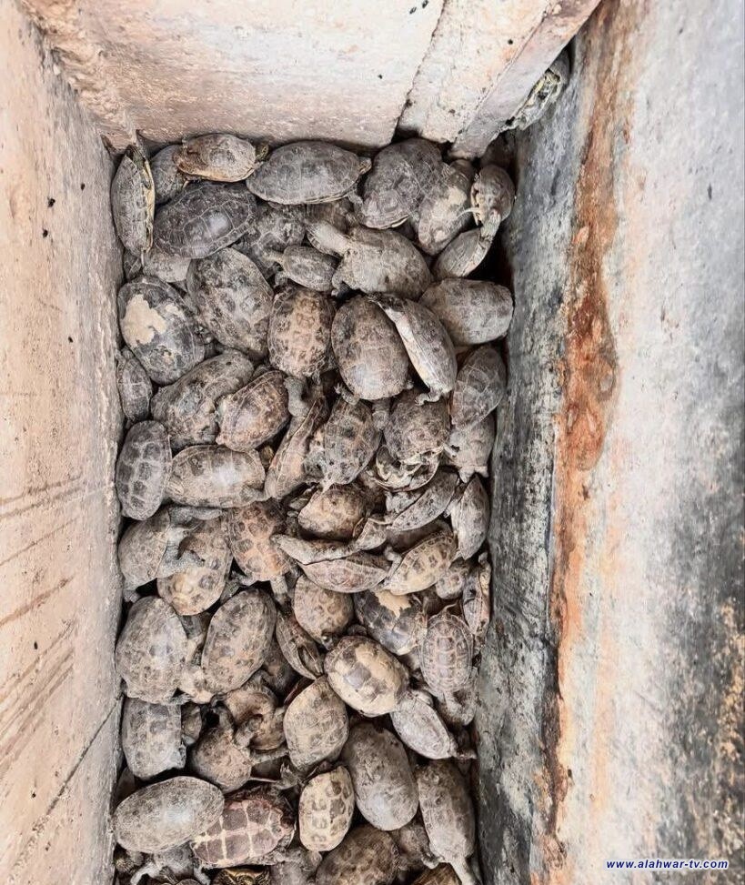 نفوق جماعي لمئات السلاحف في هور الحمار الغربي شرق الناصرية