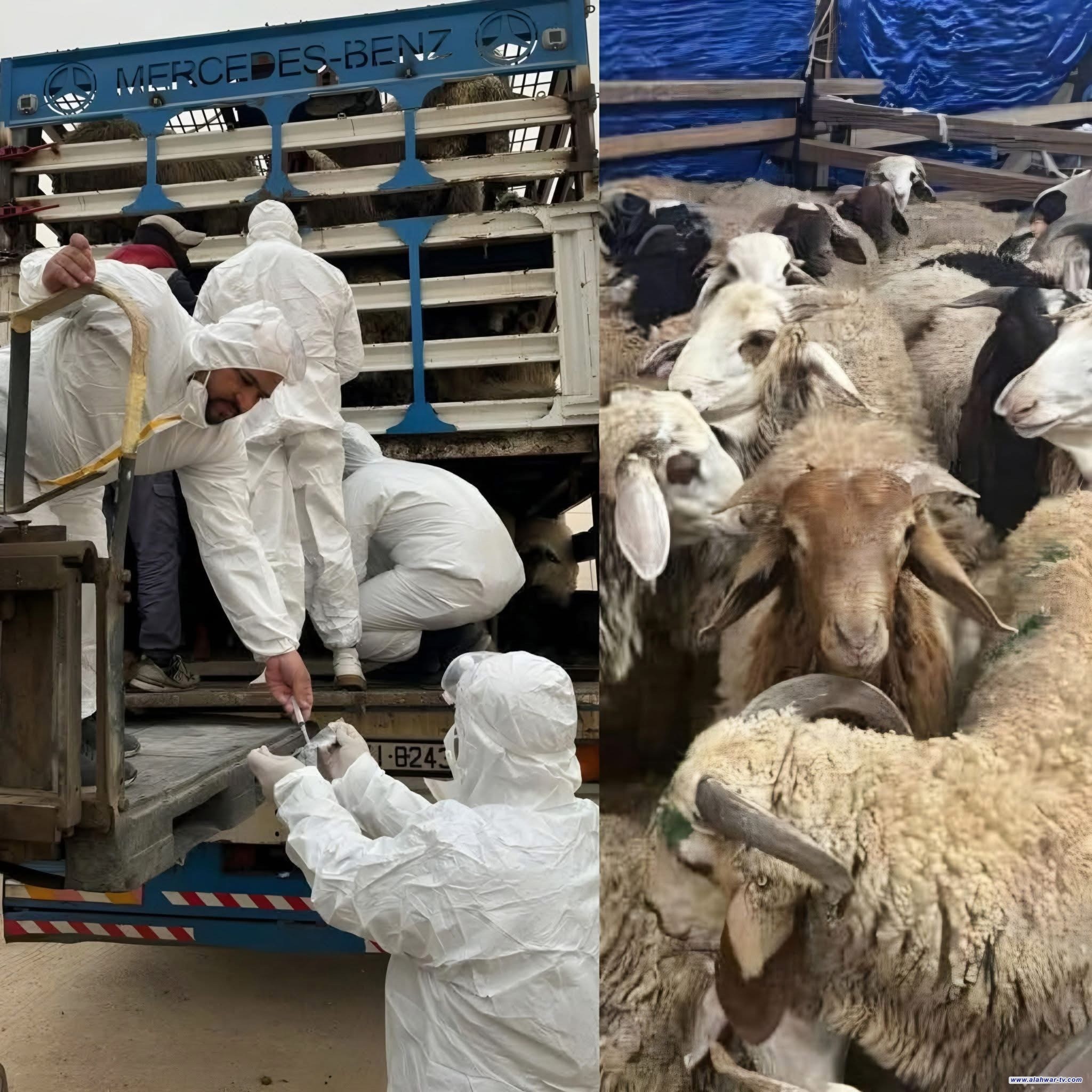 ذي قار الأعلى.. العراق يسجل ارتفاعاً بأعداد إصابات الحمى النزفية بنسبة 71%