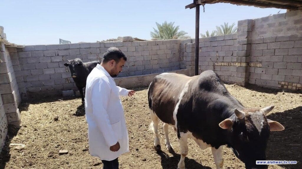 حملة بيطرية في ذي قار لرش أماكن بيع المواشي تزامنا مع تزايد الإقبال على الذبائح
