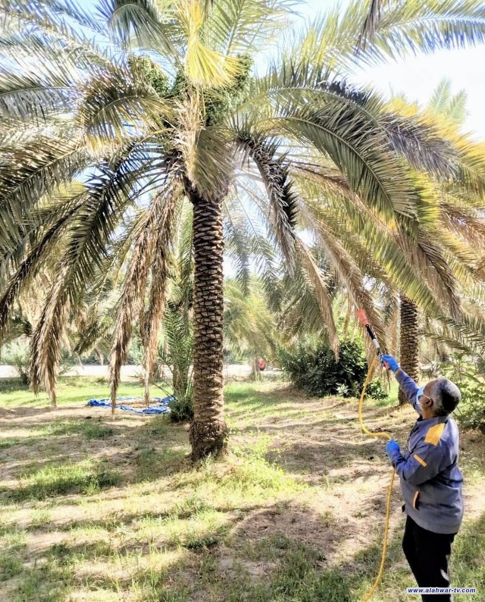 زراعة ذي قار تواصل حملات مكافحة عنكبوت غبار النخيل في كرمة بني سعيد
