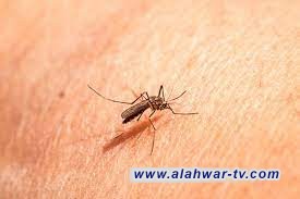 انتشار كثيف للبعوض في الناصرية من دون معالجة