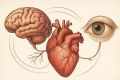 علامات صامتة في القلب قد تكشف خطرا على الدماغ